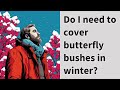 Do I need to cover butterfly bushes in winter?