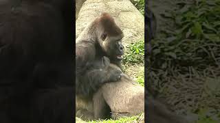 D'jeeco is funny  #Gorilla #ゴリラ | D'jeeco Family 🦍short 【#金剛猩猩】 #2022_18 Taipei Zoo 臺北動物園