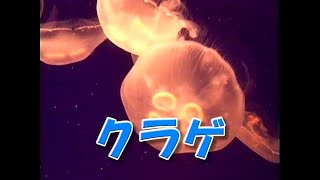 ゆかいなどうぶつたち　うみのおともだち「クラゲ」