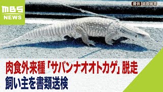 逃げた肉食外来種「サバンナオオトカゲ」書類送検の飼い主「近隣住民に不安な思いを」（2023年9月14日）