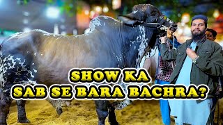 Kya Ye DALFA Ka SAB SE BARA Bachra Hai? Cattle Market Karachi