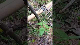 DIY ground fork to harvest cassava easily and quickly ( smart ) #abaubi