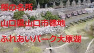 【山口県】桜の名所９　山口市徳地　ふれあいパーク大原湖