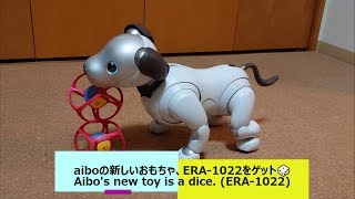 aiboの新しいおもちゃ、ERA-1022をゲット🎲 - Aibo's new toy is a dice. (ERA-1022) 【アイボ】