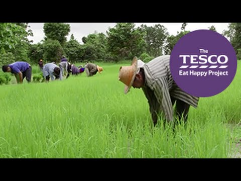How Paddy is grown in the field?