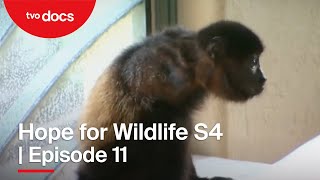 Power \u0026 Primates | 11. rész | Hope for Wildlife S4 | TVO Docs