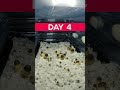 Growing Mushroom Timelapse