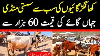 Khangar Cow | Cholistani Cow | Cross Cow | Latest Cow Mandi Rates