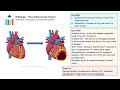 The Cardiovascular System [IB Biology SL/HL]