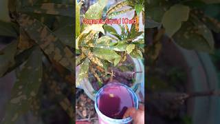 organic liquid Khad #gardening #organicfertilizer #ytviral #ytshortsvideo