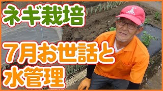 How to grow and water green onions in July taught by a Japanese farmer !