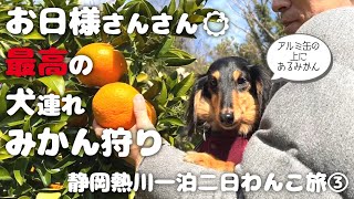 【犬連れ旅行静岡熱川観光編】オレンジ村さんでみかん狩り!日当たりのいいみかん畑で最高に気持ちいい食べ放題してきたよ～🍊一泊二日犬旅Vlog 旅するペットショップの売れ残りと元保護犬