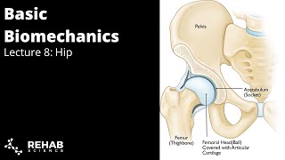 Biomechanics Lecture 8: Hip