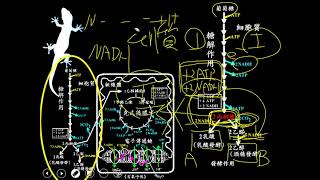 108暑輔高三選修生物ch02 2 02糖解作用與發酵作用三禮