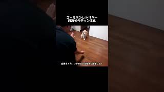 [Puppy doing his best] I remembered a lot of mate in the 4 months old sky.Ｇolden Retriever♯Shorts