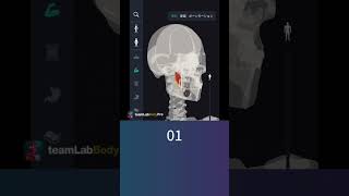筋肉の名称クイズ-55【解剖学クイズ】　　　　　　　　　　　　　　　　　　　　　　　　　　　  #アプリダウンロードは概要から #解剖学 #生理学