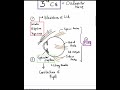 3rd Cranial Nerve - 3 Actions and 3 Signs of Nerve Palsy #Mustknow #Shorts