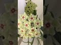 new time lapse of a hoya krohniana bloom gotta love those green fuzzy blooms