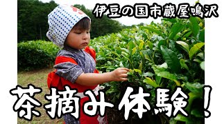 【挑戦！2才の茶摘み！】静岡で茶摘み体験！楽しく学べる！葉っぱむしり放題！-静岡県蔵屋鳴沢製茶工場-