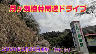 月ヶ瀬梅林周遊ドライブ奈良県三大梅林  一目八景梅渓展望  満開梅の花ロード2024年2月29日撮影-　いちたび