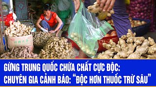 Gừng Trung Quốc chứa chất cực độc: Chuyên gia cảnh báo “độc hơn thuốc trừ sâu”