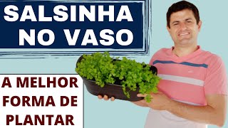 DUAS FORMAS DIFERENTES DE PLANTAR SALSINHA EM VASOS. QUAL A MELHOR? DICAS INCRÍVEIS! (Ep114)