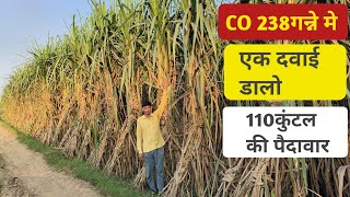 किसान ने बताया कैसे निकाल रहे हैंCO 238 गन्ने को आज भी 110 कुंटल पूरी जानकारी के लिए देखें!वीडियो