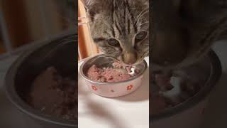 ご褒美のマグロを食す愛猫🐱🐈🐾 ASMR #子猫のいる暮らし #愛猫 #猫との暮らし #猫と暮らす #猫 #猫ちゃん #猫のいる生活 #猫のいる暮らし #猫動画 #猫好きさん #猫好き