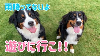 【多頭飼いの日常】おうちじゃつまんないから、遊びにいきたーい！！【Bernese Mountain Dog】【Chihuahua】【Great Pyrenees】