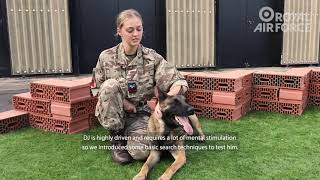 RAF Military Working Dog Trials 2021 - DJ and Corporal Webb