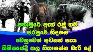 පනාමුරේ ඇත් රජු තම පරපුරේ නිදහස වෙනුවෙන් අවසන් පැය කිහිපයේදී කල හිතාගන්න බැරි දේ