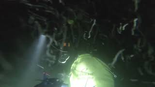 Night Diving for Crabs and Prawns in the Swan River