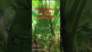 ||G9 టిష్యూ అరటి మొక్కలు కావాలంటే ఫోన్ చేయండి 9494979798||