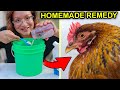 DIY Electrolytes for Sick Chickens, Baby Chicks, & Heat Waves (EASY)