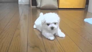 マルチーズ　仔犬