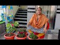 మొక్కలు ఆరోగ్యంగా పెరగడానికి.. my secret to grow plants healthy ​⁠​⁠@snehaindluru