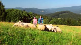 Czech mountains - summer