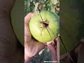 gardening fruits 🥝🥑🍑🍓🍎🍐 village seasonal fruit garden rurallife farmer @gardening_lover7469