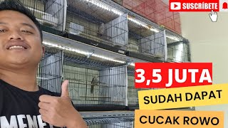 Cucak Rowo Harga 3,5jt #burung #cucakrowo #paud #jual #kirim #cod #cucakrowogacor #viral #hit #vlog