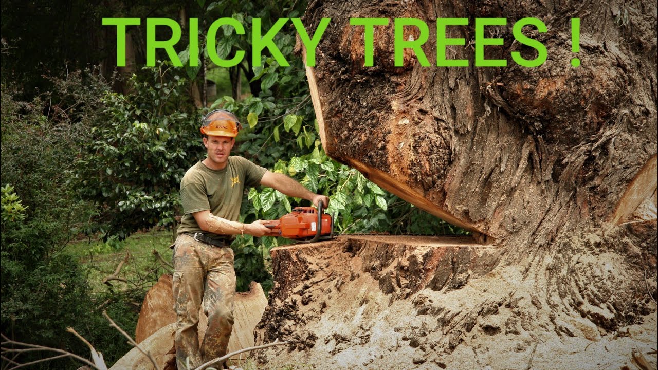 Tricky Trees Youtube