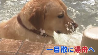 イヌがはしゃぐ吉岡温泉「わんこの湯」…新たなニーズの受け皿に