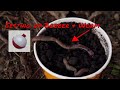 Trout Fishing Worms | How To Set Up Bobber & Worm For Trout Fishing Lakes Or Ponds