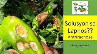 How to prevent,treat and Control anthracnose/ Paano maiiwasan o magagamot ang lapnos