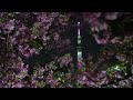 東京スカイツリー　ライトアップ　桜　舞　♪　桜の花びらが舞う　✿　隅田公園　浅草　河津桜　満開　☆　2023　3月8日　kawazu cherry blossom　asakusa