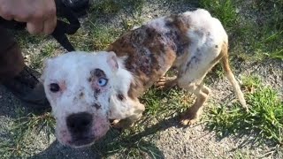 ひどい皮膚病にかかっていた犬。病に負けずに頑張る犬は、次々と愛犬を亡くして絶望していた家族を勇気づける存在に【感動実話 動物】