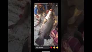 صيد اكبر سمكة قشر بوادي الريان بالفيوم Catch the largest scale fish in Wadi El Rayan, Fayoum