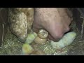 gurk tavuk ve 21. gün civciv çıkımı mother hen and baby chicks hen harvesting