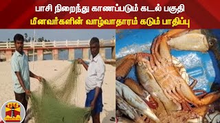 பாசி நிறைந்து காணப்படும் கடல் பகுதி - மீனவர்களின் வாழ்வாதாரம் கடும் பாதிப்பு