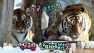 [2025,2,5]❄️역대급 한파에도 이쁜이들 성실근무🐯🐯 오빠 있어서 좋다 궁🌸🙆‍♀️🐯