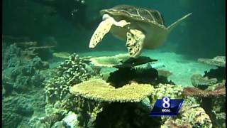 News 8's Jere Gish swims with sea turtle